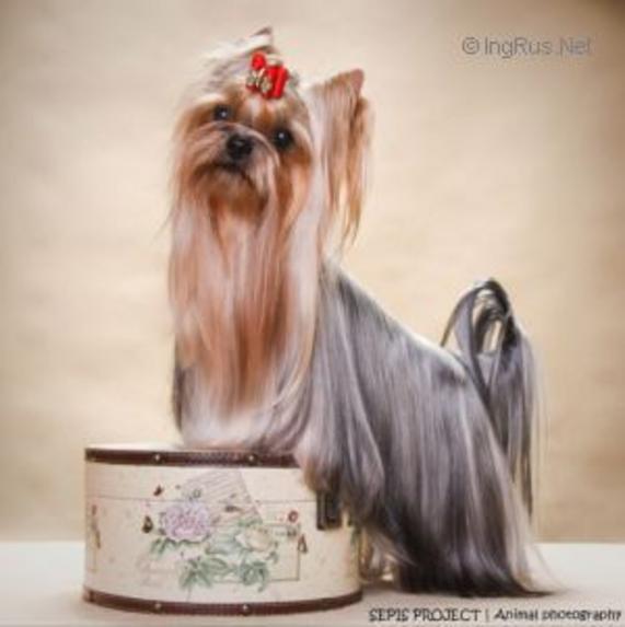  EXCLUSIVE MADEMOISELLE COCO CHANEL ARS ASHANTI — Labaza DogPedigree YorkshireTerrier